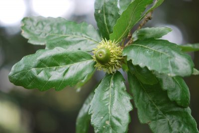 Quercus cerris - dub slovenský - zrající plody s větévkou